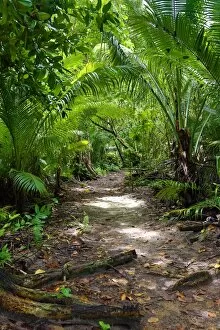 Images Dated 11th September 2016: Forest path through tropical vegetation, Carp Island, Republic of Palau, Micronesia