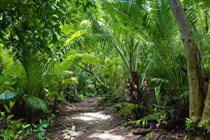 Images Dated 11th September 2016: Forest path through tropical vegetation, Palau, Micronesia