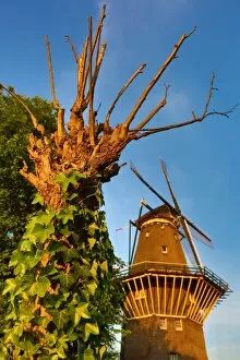 Images Dated 6th June 2016: The De Gooyer Windmill and tree with ivy in Amsterdam, Holland