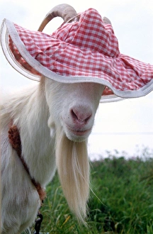 Gordon the Goat wearing a pink floppy hat looking cute