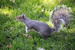 Grey squirrel