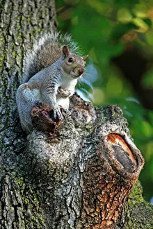 Images Dated 17th October 2012: Grey squirrel sitting in a tree