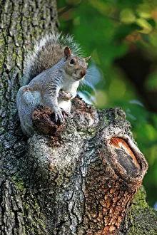Grey squirrel