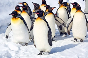 Group of Penguins at the Penguin Walk at Asahiyama Zoo, Japan Group of Penguins at the Penguin Walk at Asahiyama Zoo, Japan