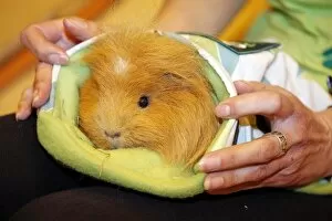 Images Dated 13th May 2012: Guniea Pig in a sleeping bag