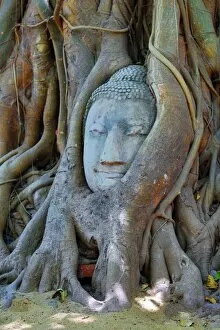 Images Dated 27th May 2013: The head and face of Buddha in the roots of a Bodhi tree in Wat Mahathat, Ayutthaya, Thailand