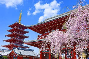 Images Dated 27th March 2019: Hozomon, the inner gate, and the five storey pagoda with cherry blossom at the Senso-Ji