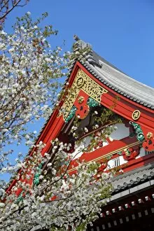 Images Dated 4th April 2013: Japanese Cherry blossom at Sensoji Asakusa Kannon Temple, Tokyo, Japan