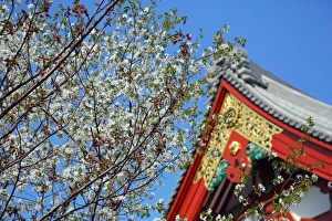 Japanese Cherry blossom at Sensoji Asakusa Kannon Temple, Tokyo, Japan Japanese Cherry blossom at Sensoji Asakusa Kannon Temple, Tokyo, Japan