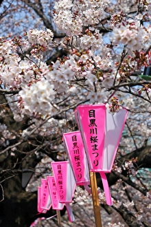 Japanese people enjoy Cherry Blossom Sakura in Tokyo, Japan