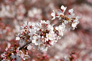 Japanese people enjoy Cherry Blossom Sakura in Tokyo, Japan