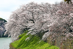 Japanese people enjoy Cherry Blossom Sakura in Tokyo, Japan