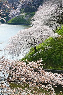 Japanese people enjoy Cherry Blossom Sakura in Tokyo, Japan