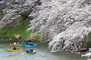 Looking at Cherry Blossom Sakura from boats in Tokyo, Japan