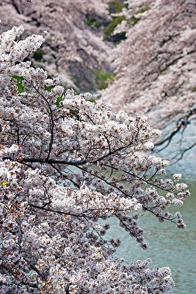 Japanese people enjoy Cherry Blossom Sakura in Tokyo, Japan