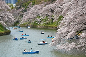Looking at Cherry Blossom Sakura from boats in Tokyo, Japan