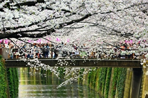 Japanese people enjoy Cherry Blossom Sakura in Tokyo, Japan