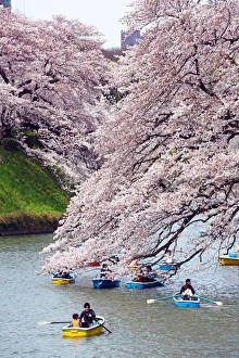 Looking at Cherry Blossom Sakura from boats in Tokyo, Japan