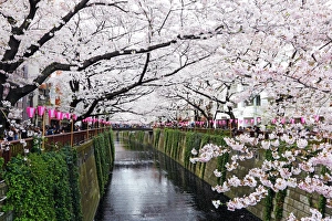 Japanese people enjoy Cherry Blossom Sakura in Tokyo, Japan