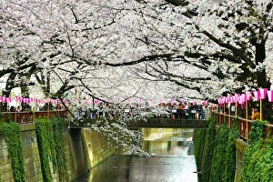 Japanese people enjoy Cherry Blossom Sakura in Tokyo, Japan