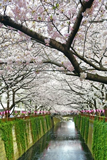 Japanese people enjoy Cherry Blossom Sakura in Tokyo, Japan
