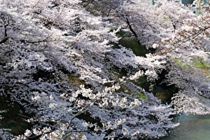 Japanese people enjoy Cherry Blossom Sakura in Tokyo, Japan