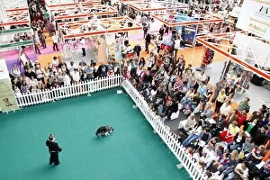 Images Dated 7th May 2011: Kennel Club dog training at the London Pet Show 2011