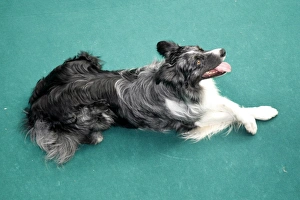 London Pet Show 2011