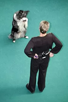 Images Dated 7th May 2011: Kennel Club dog training at the London Pet Show 2011