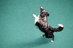 London Pet Show 2011