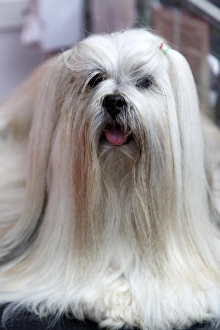 Lhasa Apso at the London Pet Show 2011