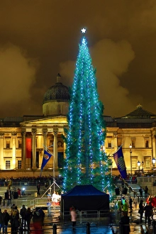 Trafalgar Square Christmas Tree, Trafalgar Square, London