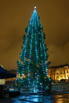 Lighting of the Trafalgar Square Christmas Tree lights in London