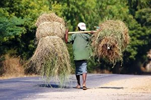 Images Dated 1st February 2016: Man carrying bales of grass along the road, Bagan, Myanmar (Burma)