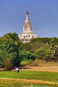 Bagan, Myanmar Collection: Man working in the fields with a Pagoda Temple in the background in Myinkaba Village