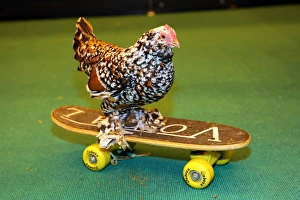 Mercedes the skate-boarding chicken at the London Pet Show 2013