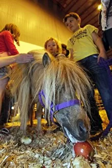 Images Dated 13th May 2012: Miniature pony display at the London Pet Show