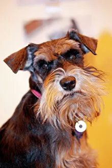 Images Dated 13th May 2012: Miniature Schnauzer dog at the London Pet Show