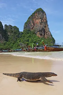 Monitor Lizard and long Tailed Boats on Railay Beach, Krabi, Thailand monitor lizard long tailed boats railay beach