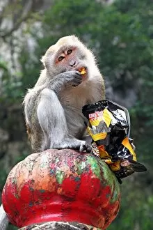 Kuala Lumpur Collection: Monkey eating crisps outside the Batu Caves, a Hindu shrine in Kuala Lumpur, Malaysia