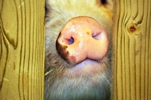Nose of Boe the Micro Pig at the Micro Pigs Racing at the London Pet Show 2013 Nose of Boe the Micro Pig at the Micro Pigs Racing at the London Pet Show 2013