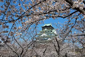Osaka, Japan Collection: Osaka Castle and cherry blossom trees, Osaka, Japan
