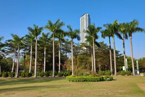 Images Dated 1st March 2020: Palm trees in Central Park, Kaohsiung City, Taiwan