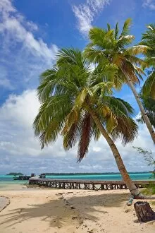 Images Dated 11th September 2016: Palm trees on a tropical sandy beach, Carp Island, Republic of Palau, Micronesia