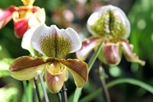 Images Dated 17th September 2005: Paphiopedilum Hybrid Orchid