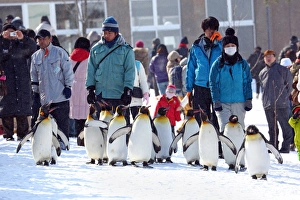 Penguin Walk at Asahiyama Zoo in Asahikawa, Japan