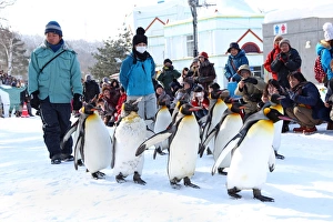 Penguin Walk at Asahiyama Zoo in Asahikawa, Japan