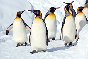 Penguin Walk at Asahiyama Zoo in Asahikawa, Japan