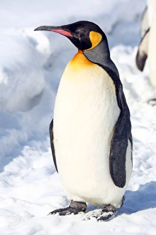 Penguin Walk at Asahiyama Zoo in Asahikawa, Japan