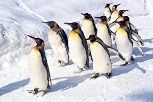 Penguin Walk at Asahiyama Zoo in Asahikawa, Japan